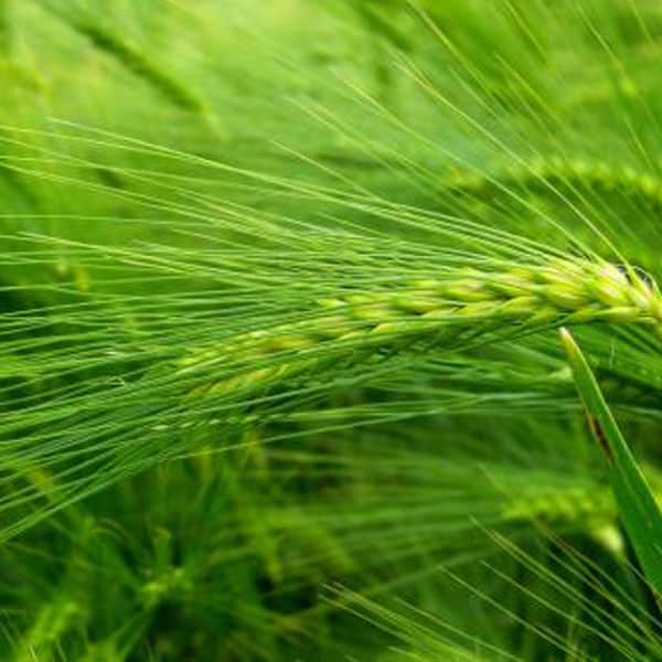 barley-grass