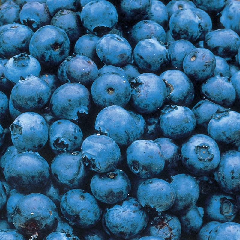 blue berry2