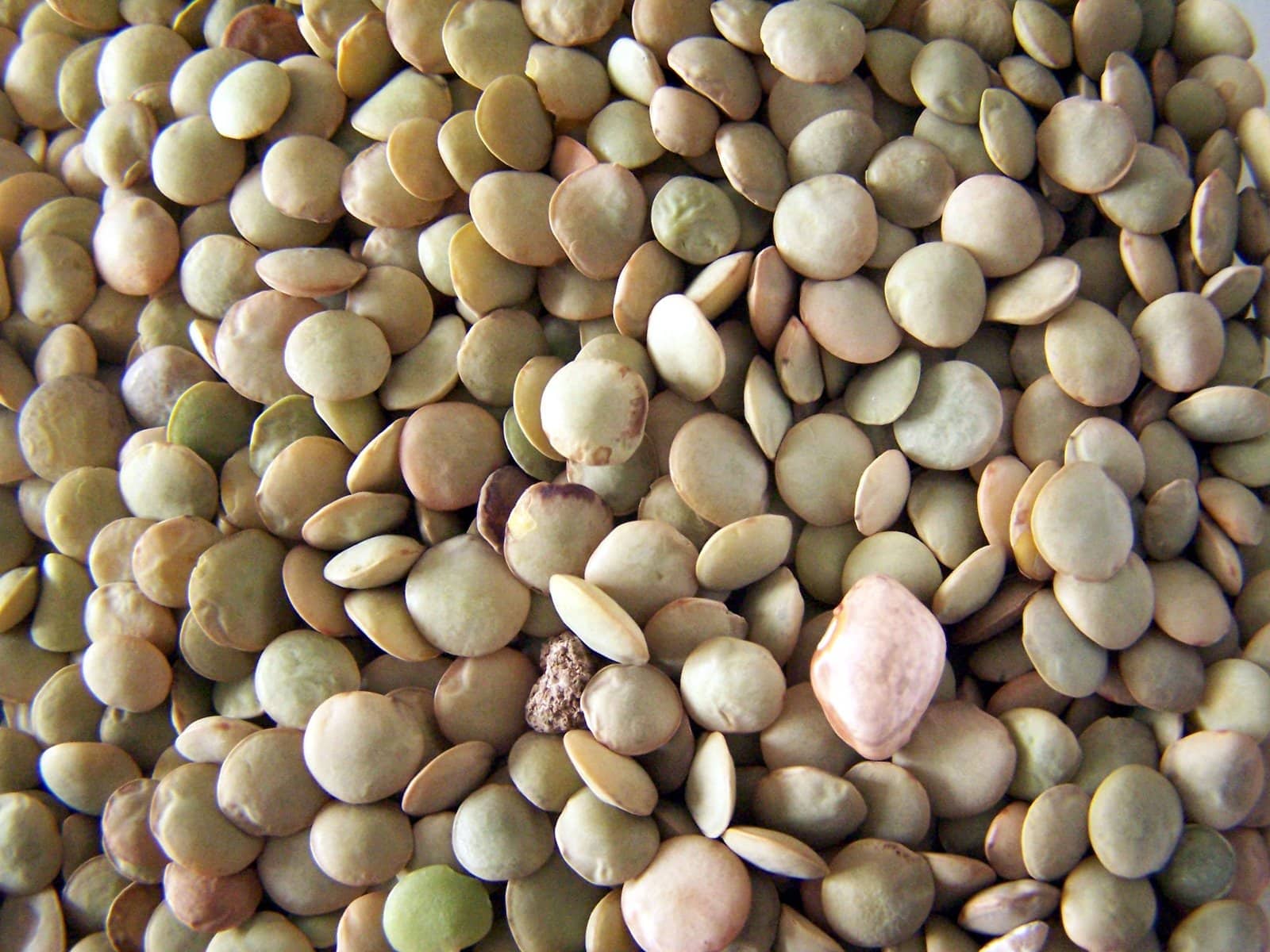 lentil-2-1537203 lentil-2-1537203