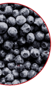 blueberry blueberry