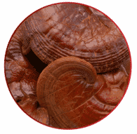 reishi-mushroom reishi-mushroom