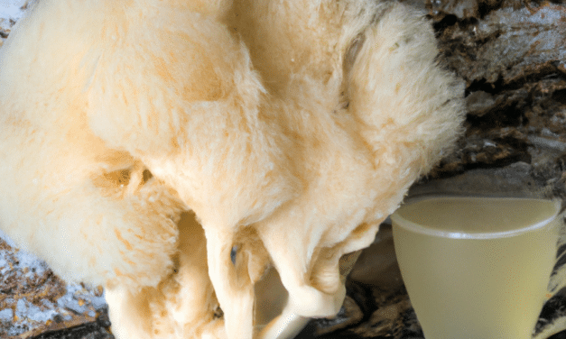 Welke soorten Lion’s Mane supplementen zijn er en welke is het beste voor jouw behoeften?