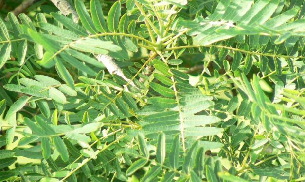Alles wat je ooit wilde weten over boswellia serrata