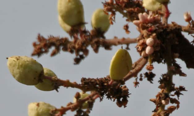 Boswellia en zijn werking, een diepgaande kijk