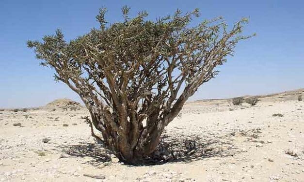 Dit is waarom boswellia kan helpen bij artrose en gewrichtspijn