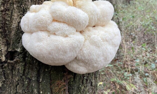 Kan Lion’s Mane helpen tegen dementie? Dit zijn de feiten