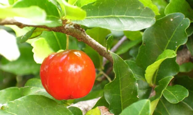 Acerola fruit: Waarom dit kleine besje een grote impact heeft