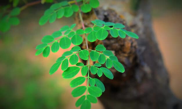 Moringa bladeren: Wat maakt ze zo bijzonder en gezond?
