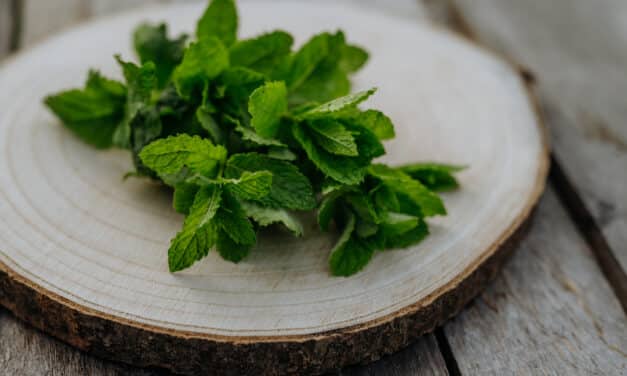 Pepermunt extract: gebruik en voordelen