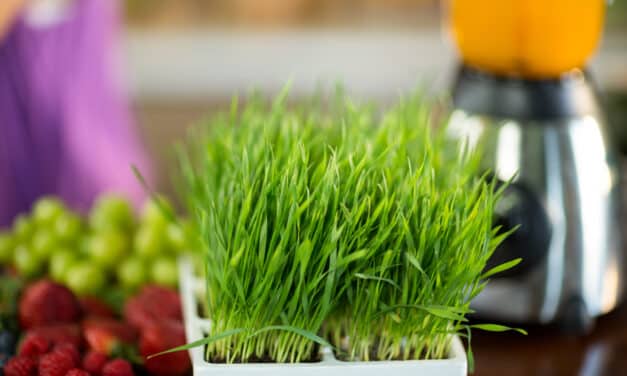 Tarwegras: Dit is wat je moet weten over dit groene superfood