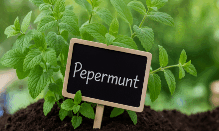 pepermunt 00012000
