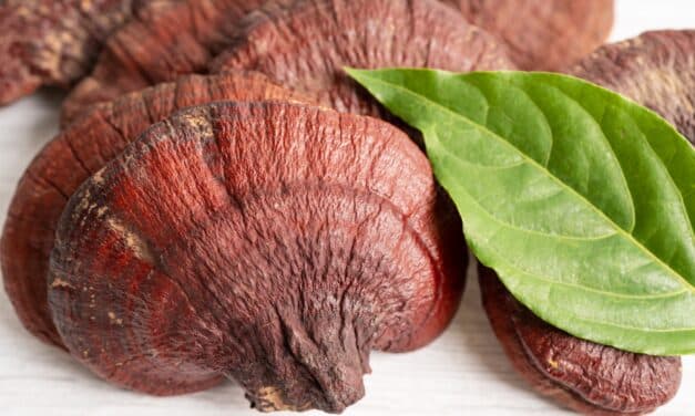 Ganoderma lucidum: Wat is het, hoe werkt het, de voordelen + aankooptips