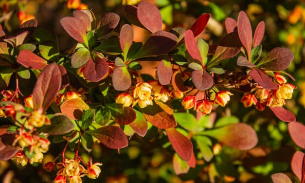 Kan berberine gevaarlijk zijn? De mogelijke risico’s van berberine