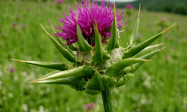 Mariadistel: Alles wat je moet weten over deze helende plant