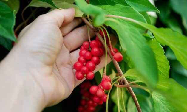 Schisandra: Alles wat je ooit wilde weten over de werking en toepassingen