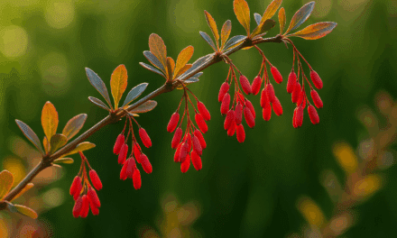berberine