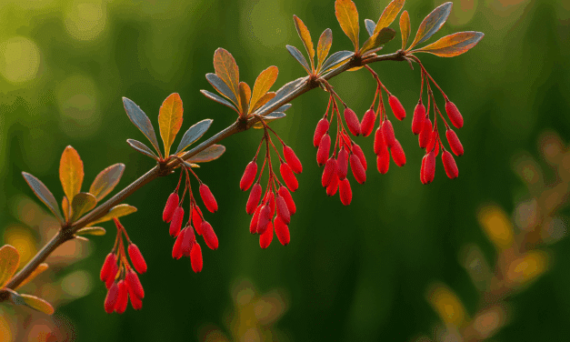 Berberine: Alles wat je moet weten over de voordelen en het gebruik
